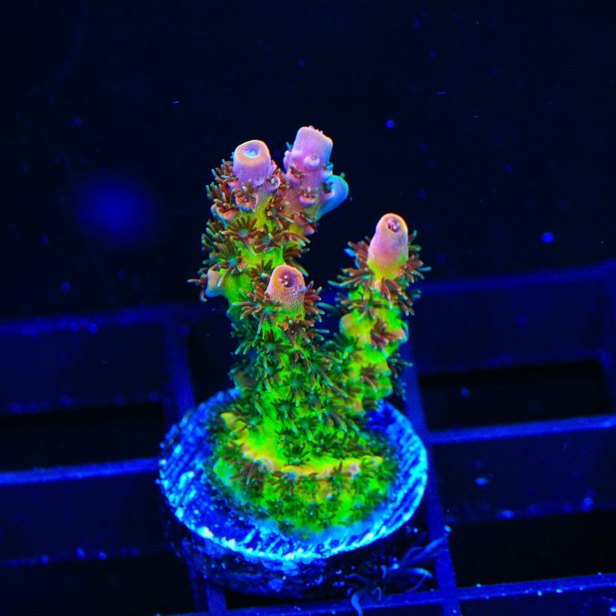 RR Robinhood Acropora Coral