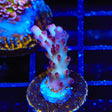 RR Robinhood Acropora Coral