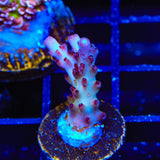 RR Robinhood Acropora Coral