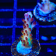 RR Robinhood Acropora Coral