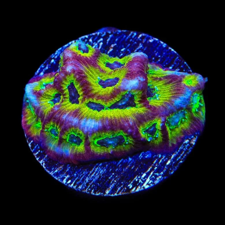 RR Spicy Lemon Favia Coral