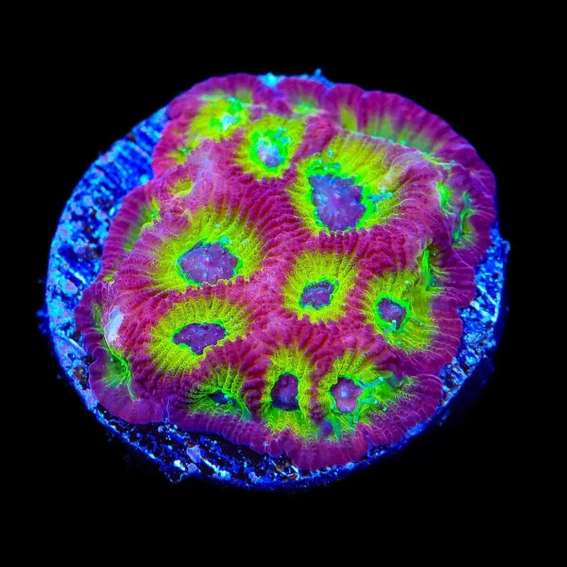 RR Spicy Lemon Favia Coral