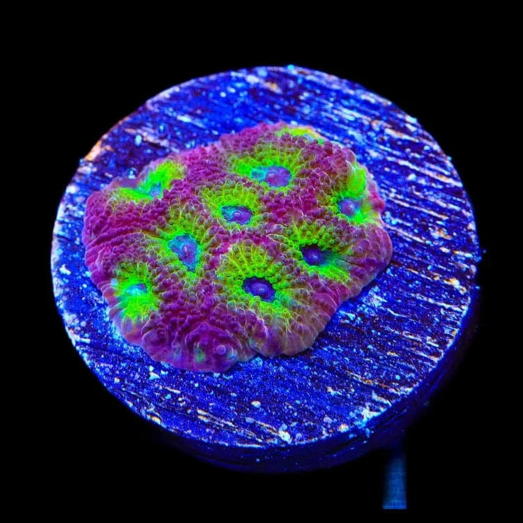 RR Spicy Lemon Favia Coral