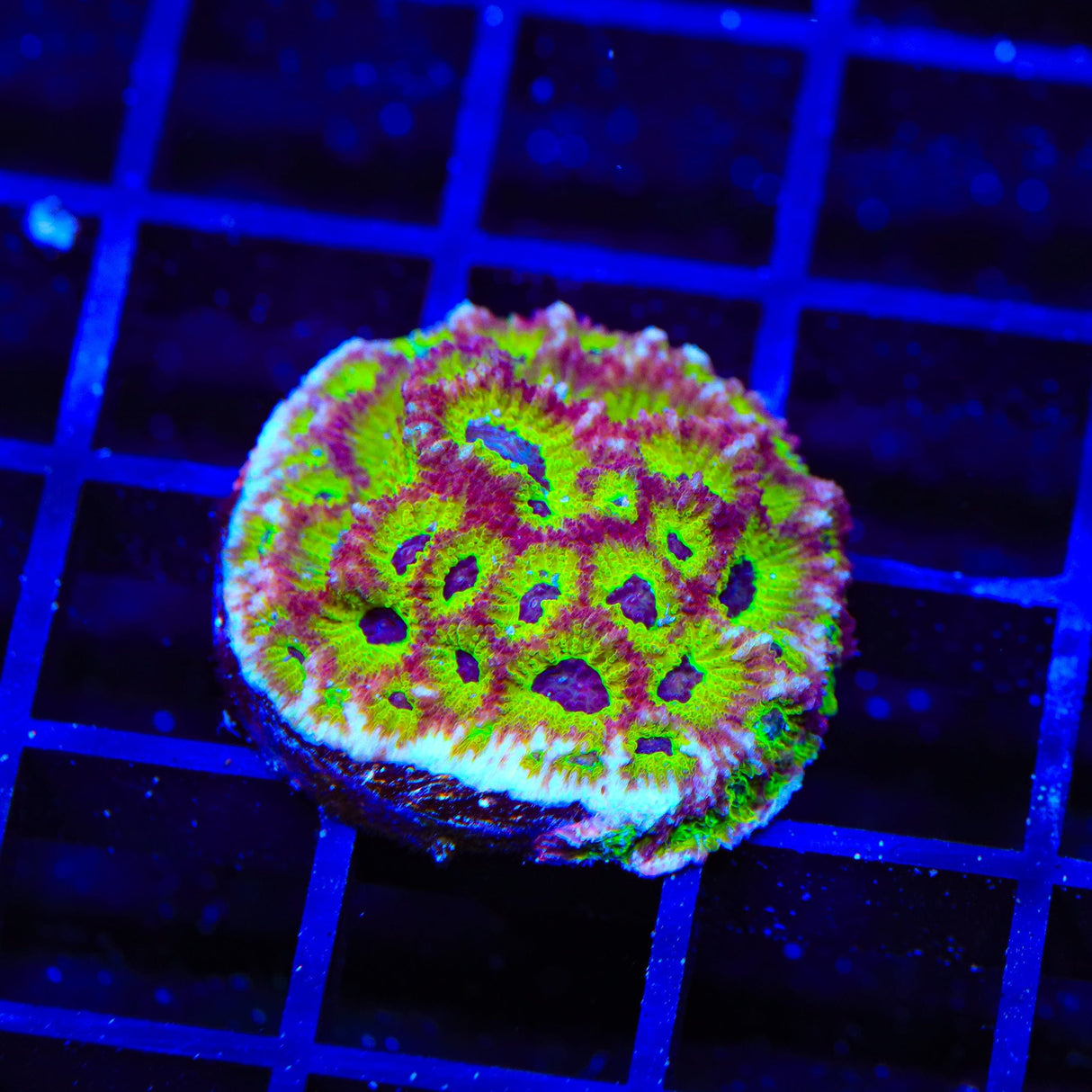 RR Spicy Lemon Favia Coral