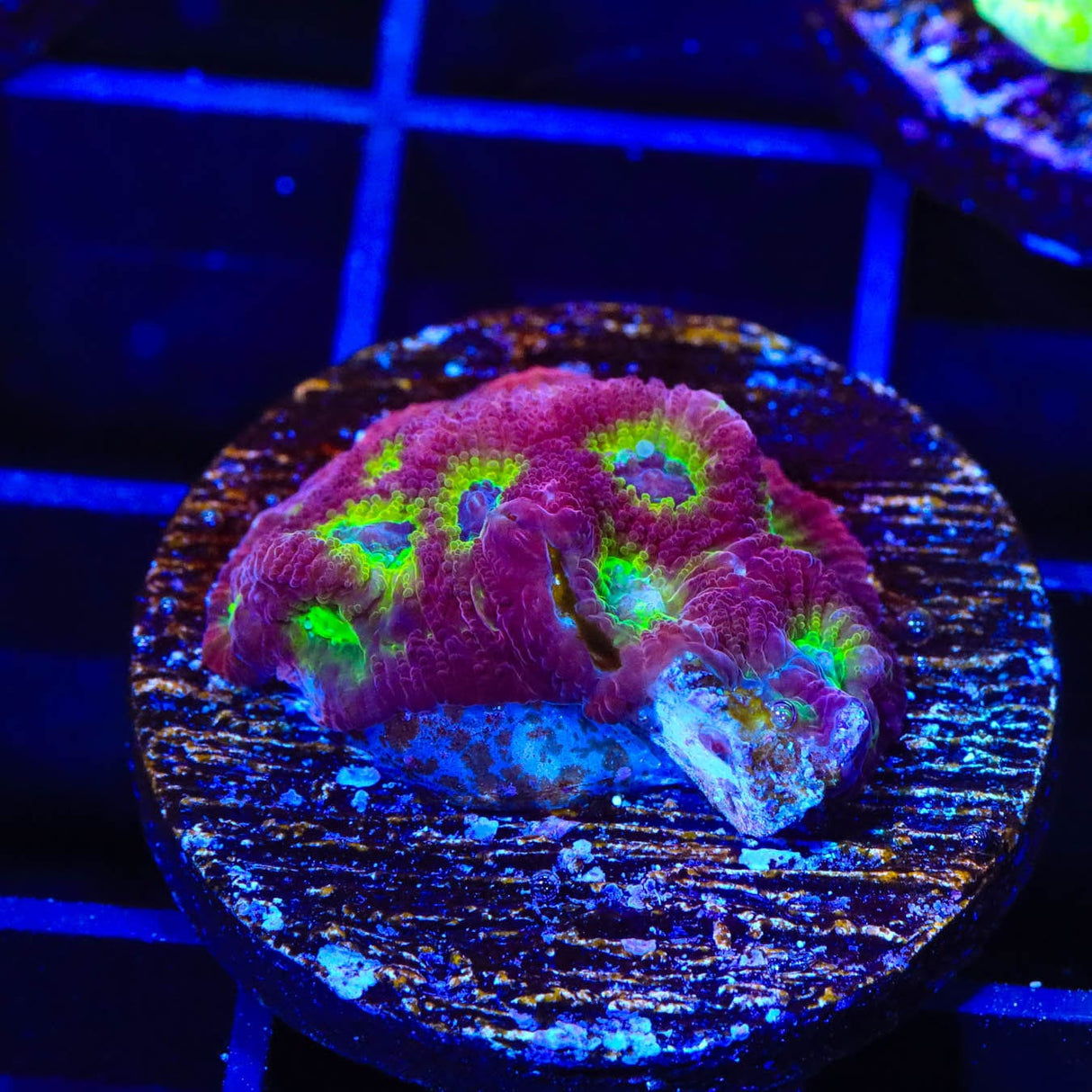 RR Spicy Lemon Favia Coral