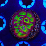 RR Spicy Lemon Favia Coral