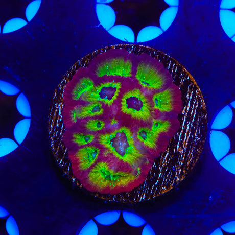 RR Spicy Lemon Favia Coral