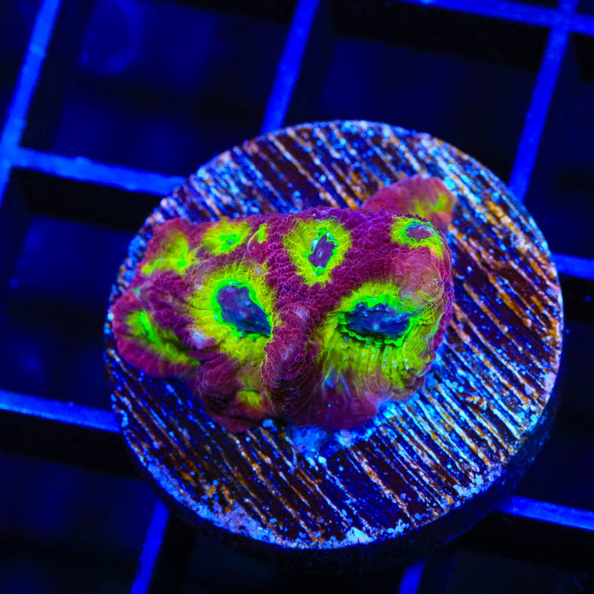 RR Spicy Lemon Favia Coral