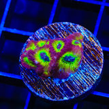 RR Spicy Lemon Favia Coral