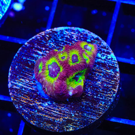 RR Spicy Lemon Favia Coral
