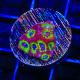 RR Spicy Lemon Favia Coral