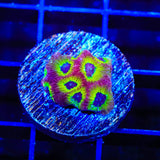 RR Spicy Lemon Favia Coral