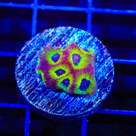 RR Spicy Lemon Favia Coral