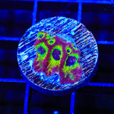 RR Spicy Lemon Favia Coral