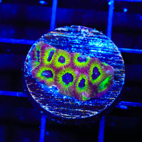 RR Spicy Lemon Favia Coral