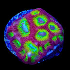 RR Spicy Lemon Favia Coral