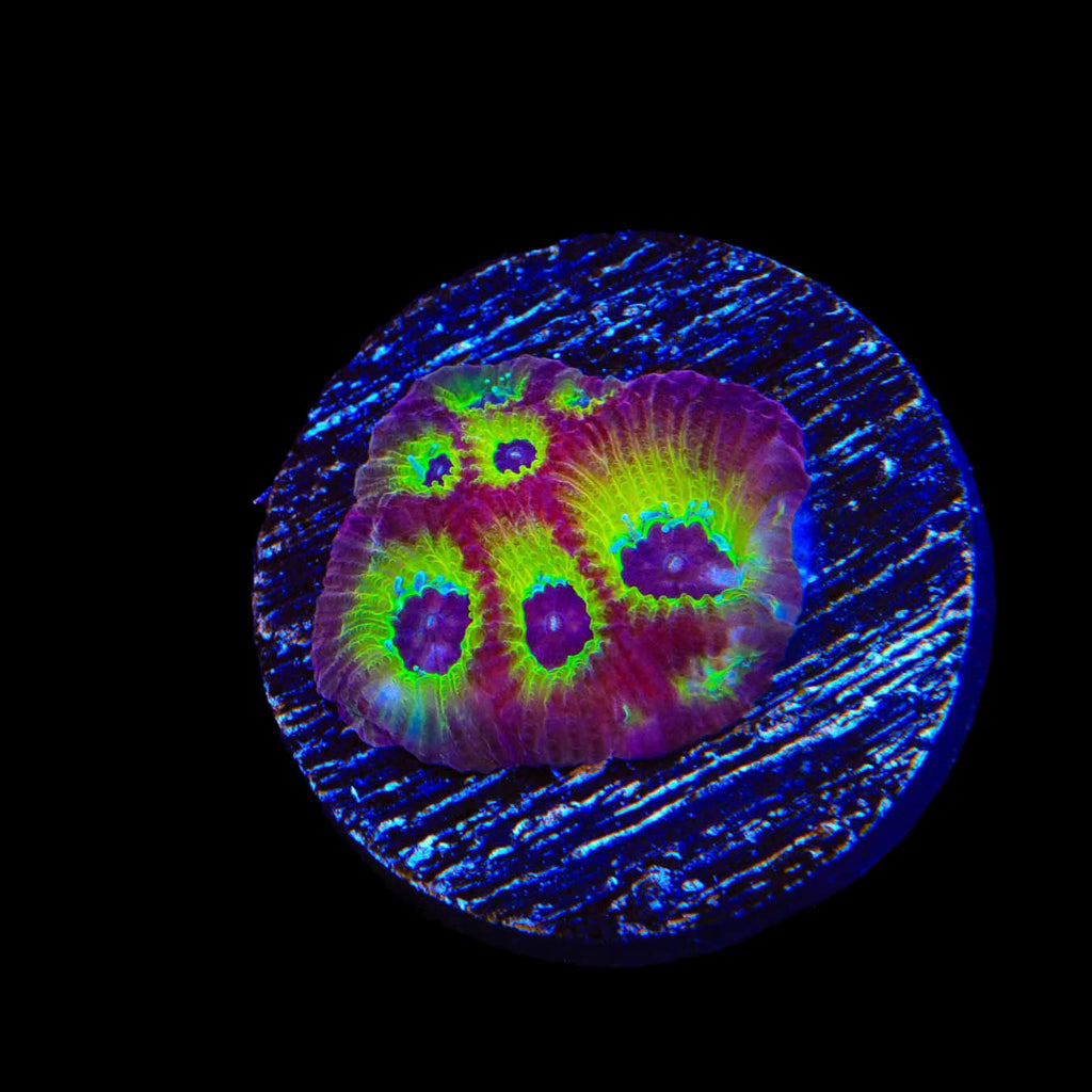 RR Spicy Lemon Favia Coral