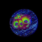 RR Spicy Lemon Favia Coral