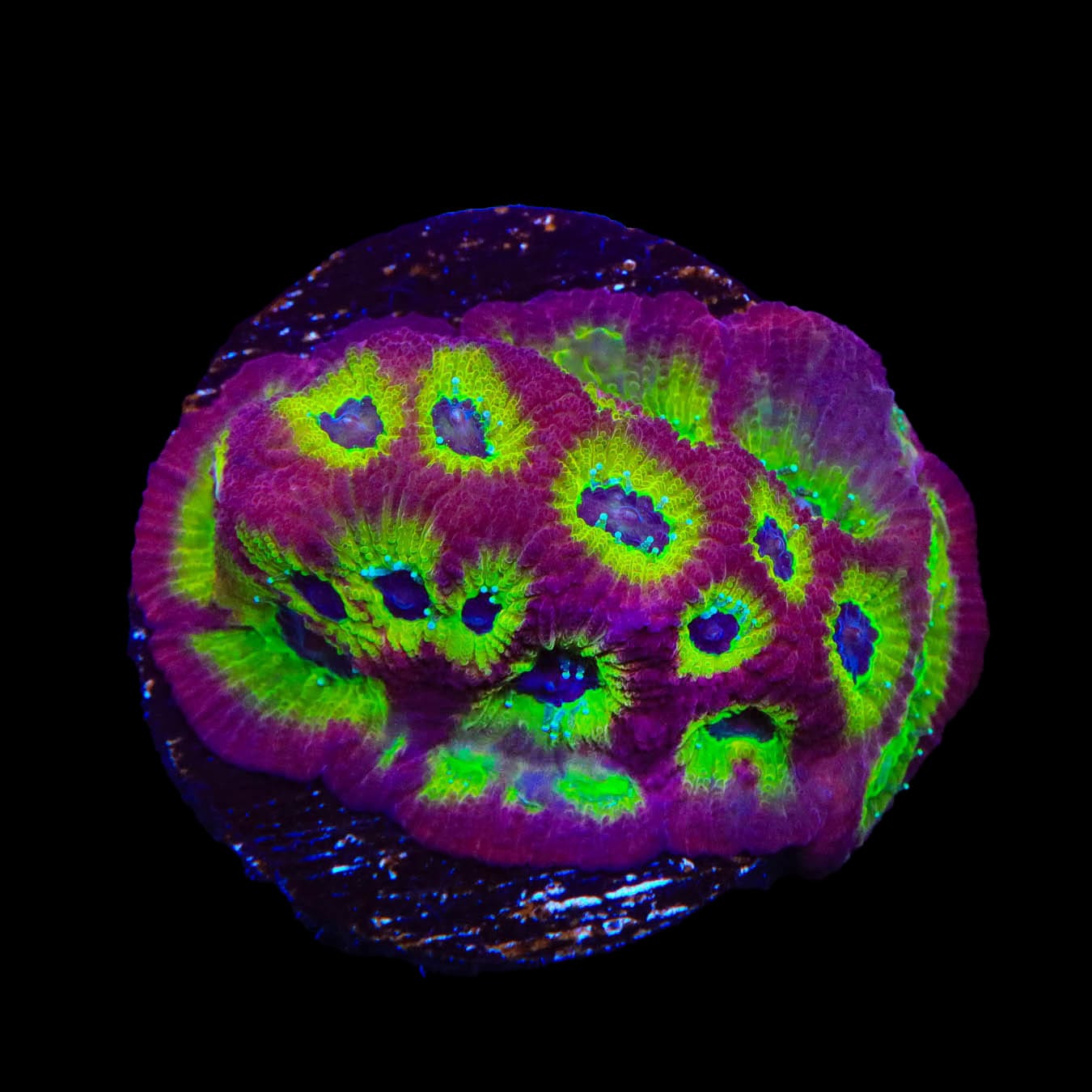 RR Spicy Lemon Favia Coral