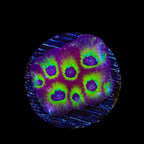 RR Spicy Lemon Favia Coral