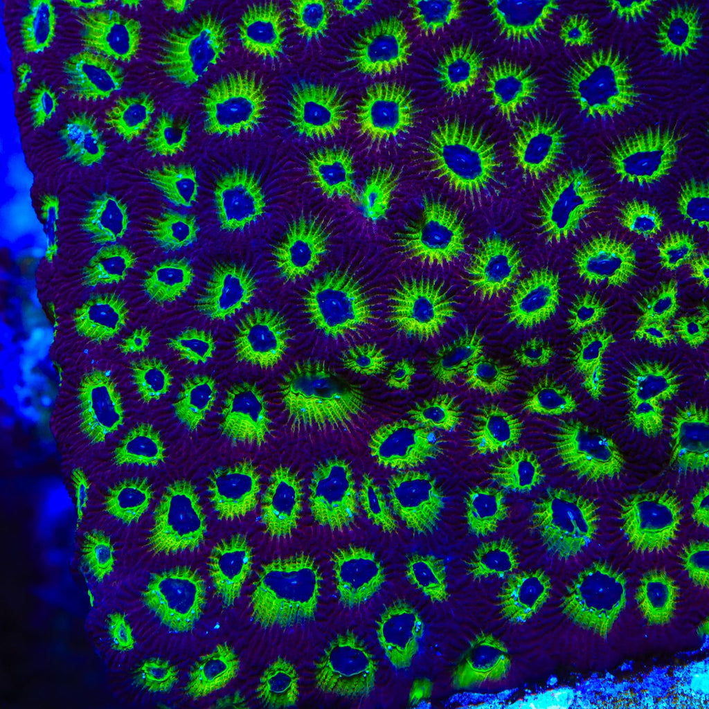 RR Spicy Lemon Favia Coral