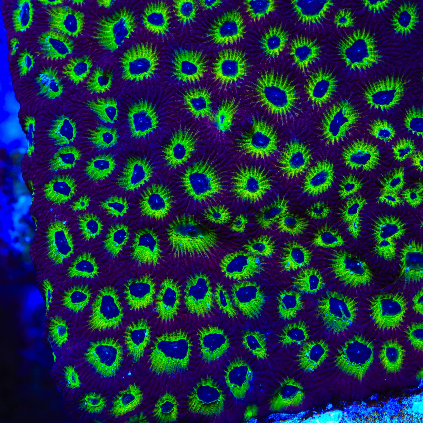 RR Spicy Lemon Favia Coral