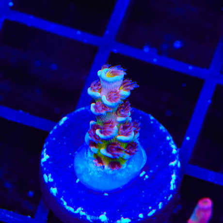 RRC Angry Birds Acropora Coral