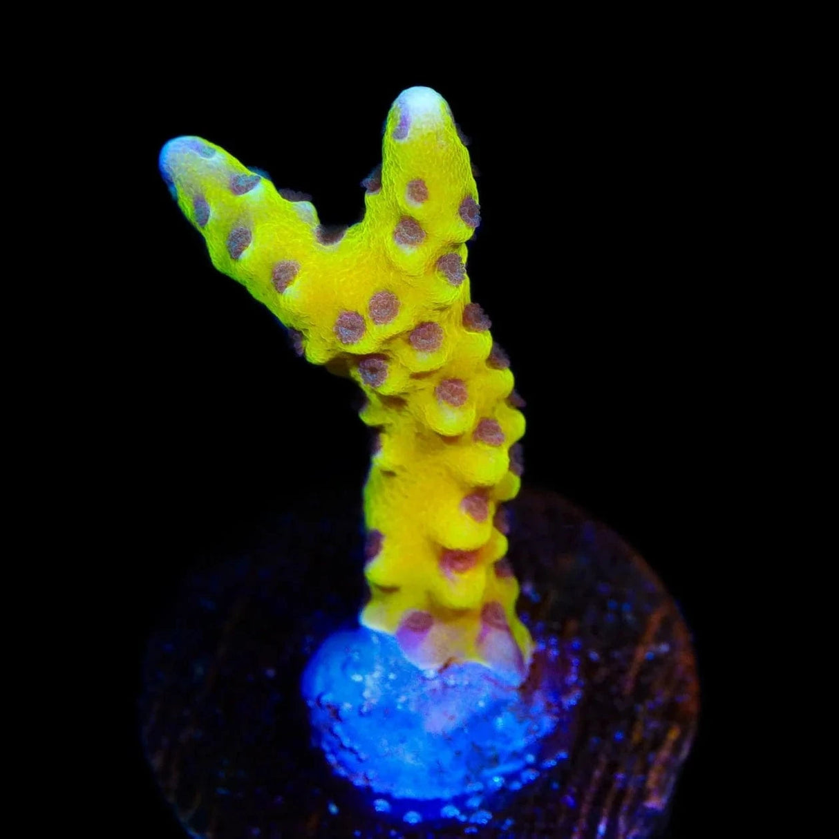 RRC Goldenrod Anacropor Coral