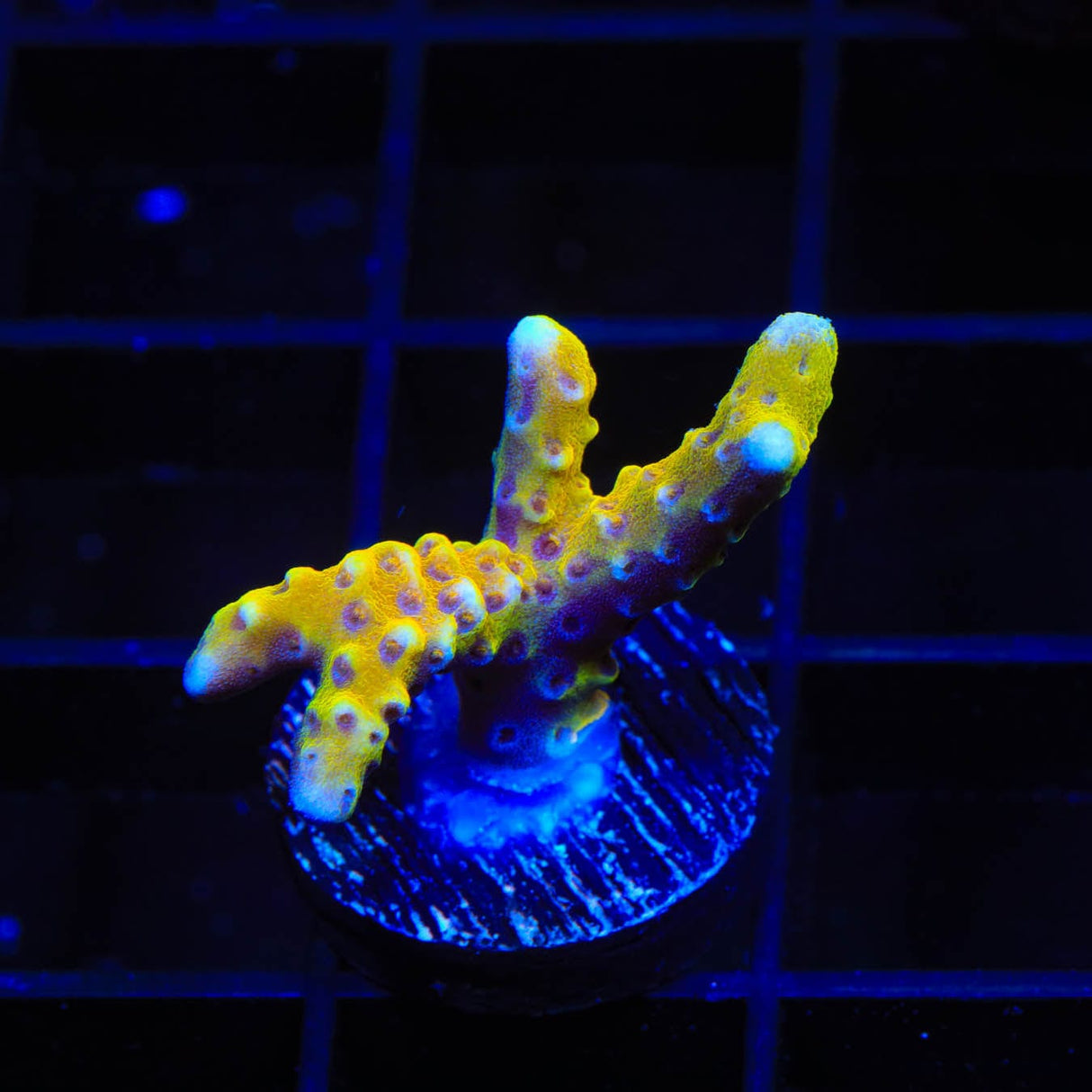 RRC Goldenrod Anacropora Coral