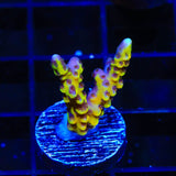 RRC Goldenrod Anacropora Coral