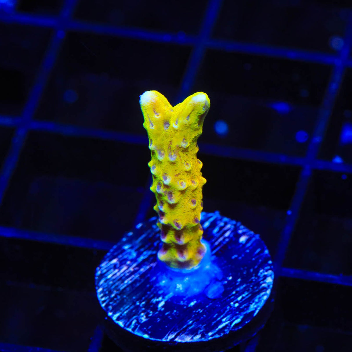 RRC Goldenrod Anacropora Coral