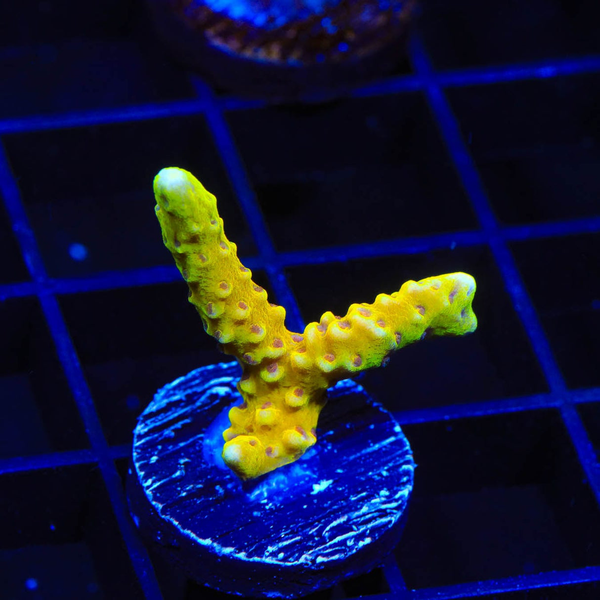 RRC Goldenrod Anacropora Coral