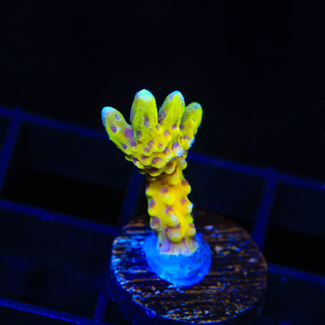 RRC Goldenrod Anacropora Coral