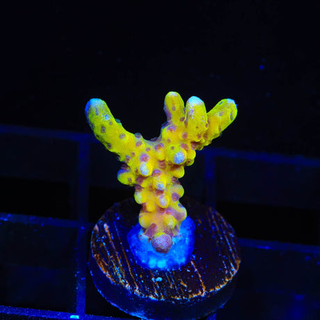 RRC Goldenrod Anacropora Coral