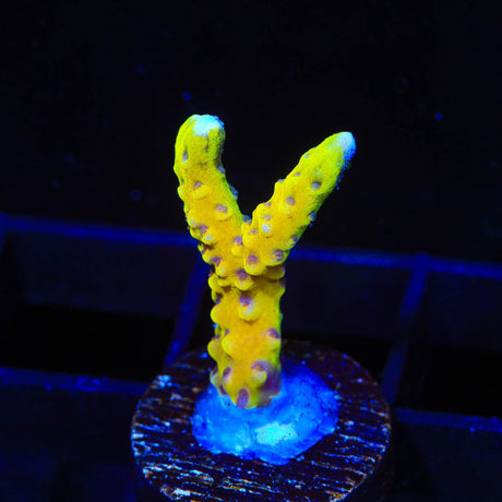 RRC Goldenrod Anacropora Coral