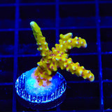 RRC Goldenrod Anacropora Coral