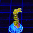 RRC Goldenrod Anacropora Coral