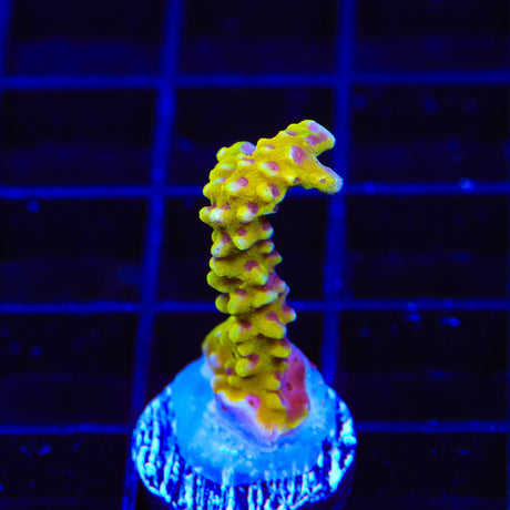 RRC Goldenrod Anacropora Coral
