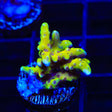 RRC Goldenrod Anacropora Coral