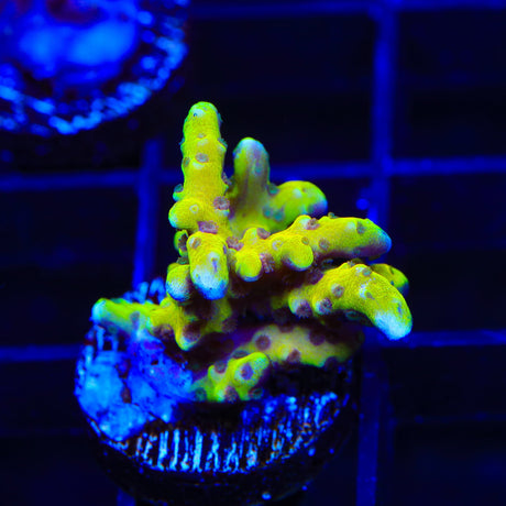 RRC Goldenrod Anacropora Coral