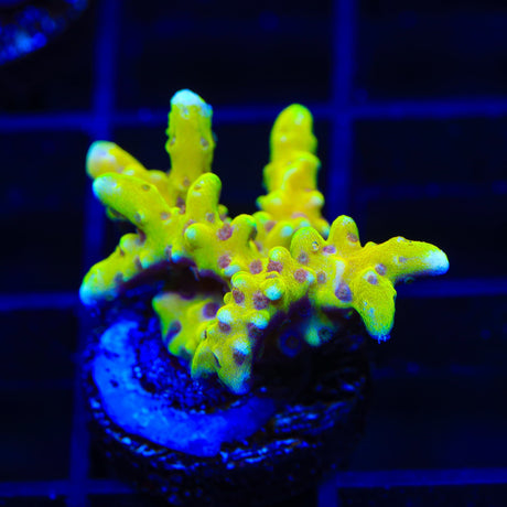 RRC Goldenrod Anacropora Coral