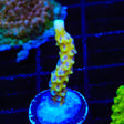 RRC Goldenrod Anacropora Coral