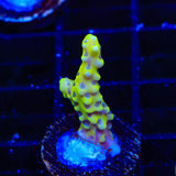 RRC Goldenrod Anacropora Coral