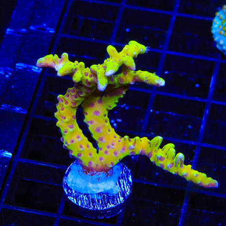 RRC Goldenrod Anacropora XL Frag Coral