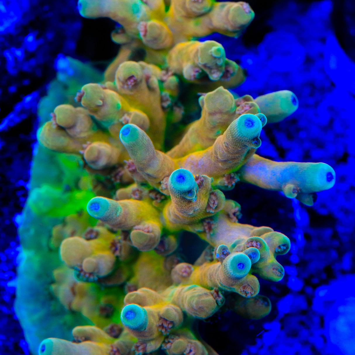 RRC Jaw Dropper Acropora Coral