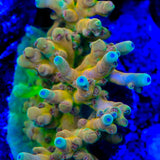 RRC Jaw Dropper Acropora Coral