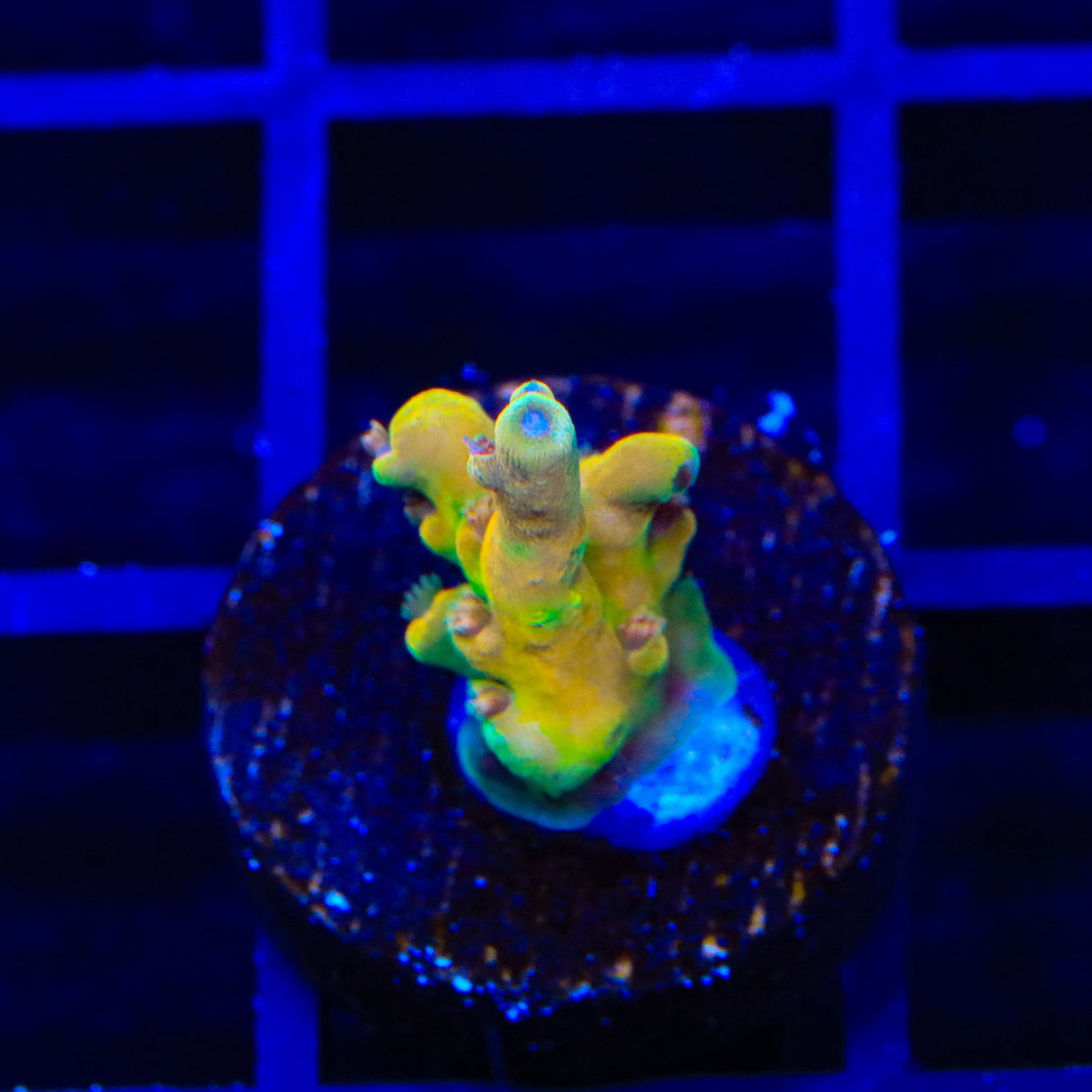 RRC Jaw Dropper Acropora Coral