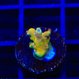 RRC Jaw Dropper Acropora Coral