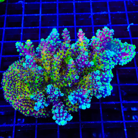 RRC Pink Cadillac Acropora Colony Coral