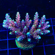 RRC Pink Cadillac Acropora Colony Coral